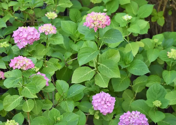 Apartamento The House With The Hydrangeas *